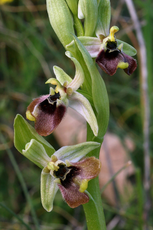 4g-ophrys-bornmuelleri.jpg