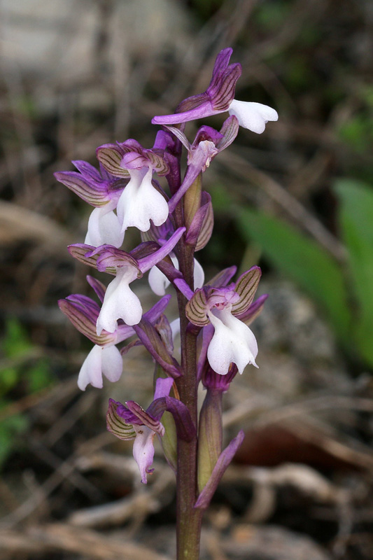 3m-anacamptis-syriaca.jpg