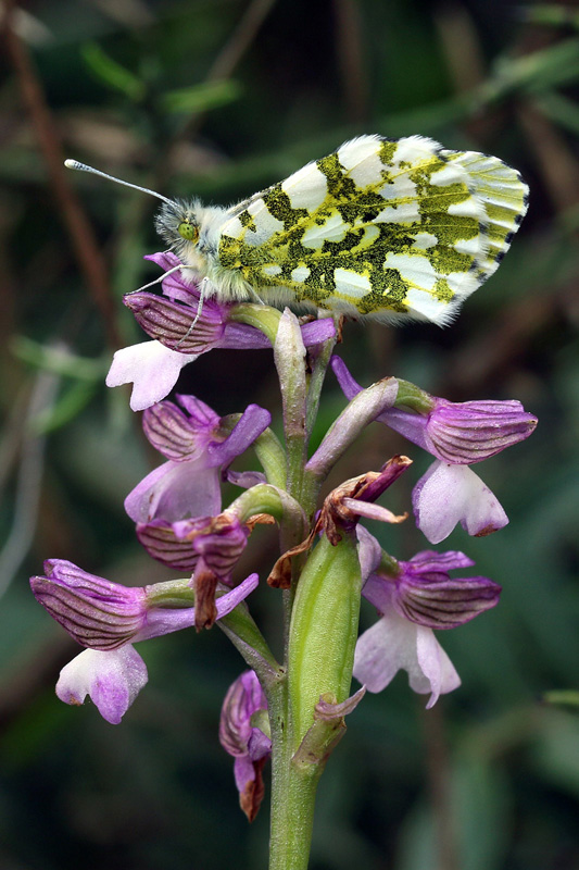 4m-anacamptis-syriaca.jpg