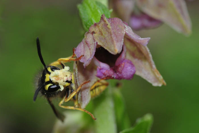 Imenottero - vista frontale - su Epipactis helleborine.jpg