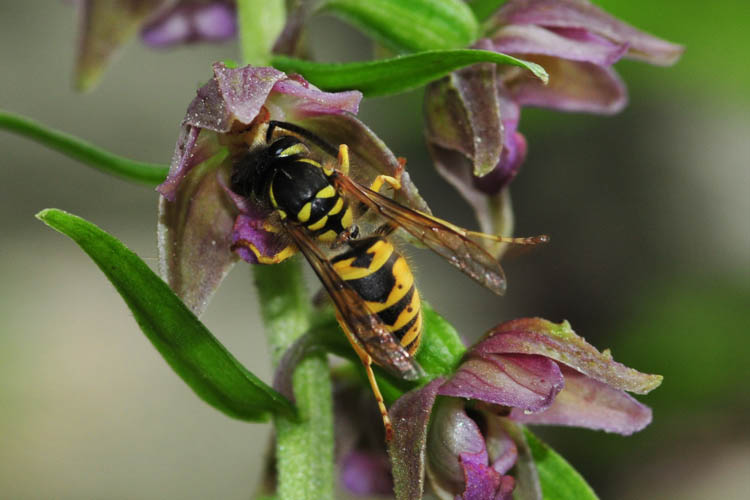 Imenottero - vista dorsale - su Epipactis helleborine.jpg