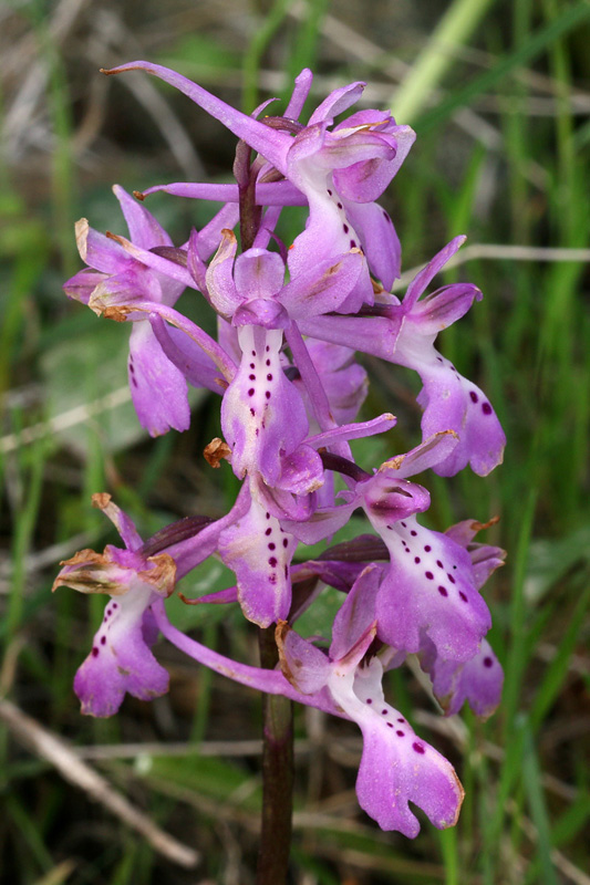 4g-orchis-troodi.jpg