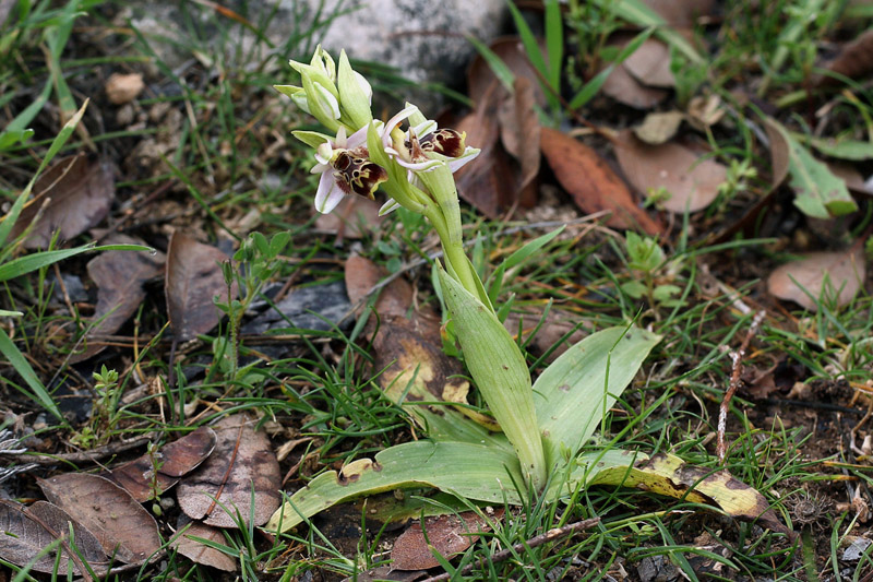 1g-ophrys-umbiculata.jpg