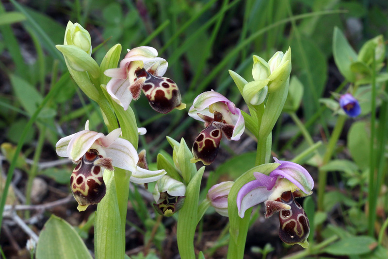 2g-ophrys-umbilicata.jpg