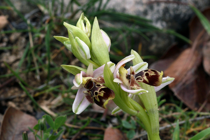 3g-ophrys-umbiculata.jpg