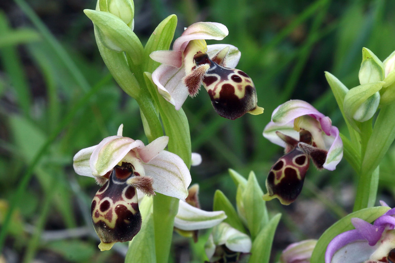 4g-ophrys-umbilicata.jpg