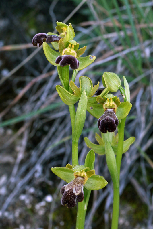 1g-ophrys-israelitica.jpg