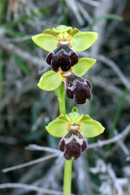 2g-ophrys-israelitica.jpg