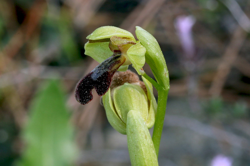 3g-ophrys-israelitica.jpg