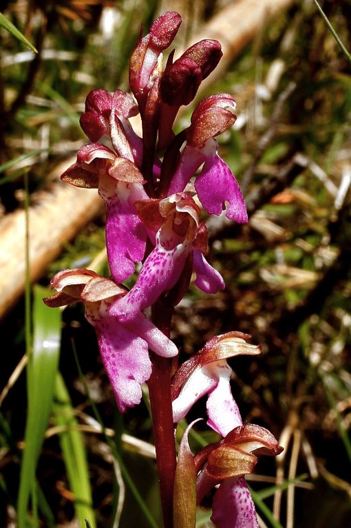 Orchis spitzelii GranSasso 272 - Copia.jpg