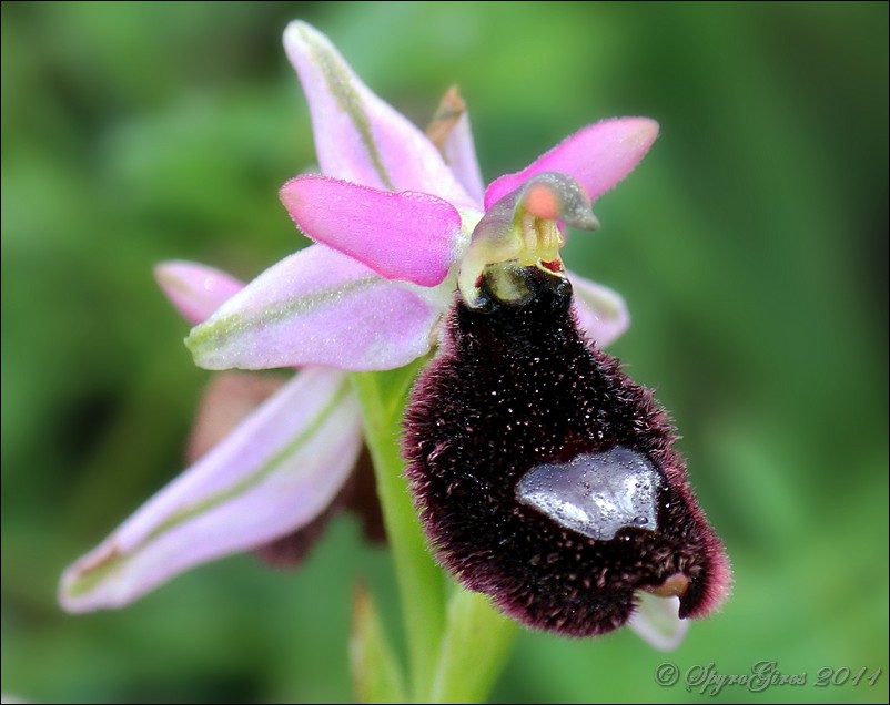 Ophrys bertolonii Moretti tipo Ophrys aurelia P. Delforge, J. Devillers-Terschuren & P. Devillers.jpg