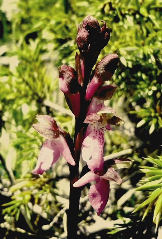 Orchis spitzelii GranSasso 310.jpg