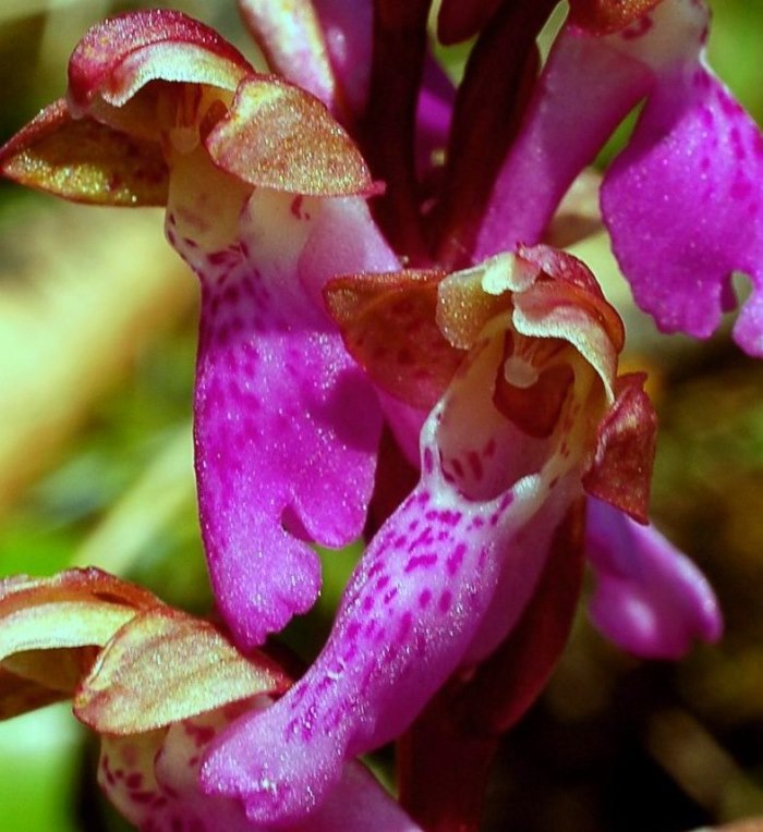 Orchis spitzelii  GranSasso 271 - Copia.jpg