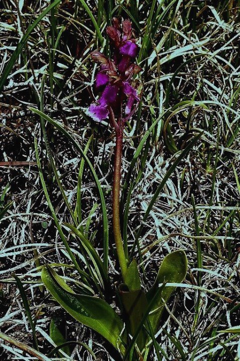 Orchis spitzelii GranSasso 275.jpg