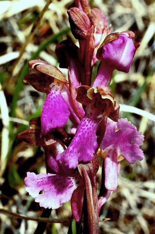 Orchis spitzelii GranSasso 276 - Copia.jpg