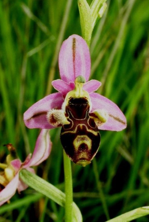 Ophrys scolopax ssp. cornuta  913.JPG