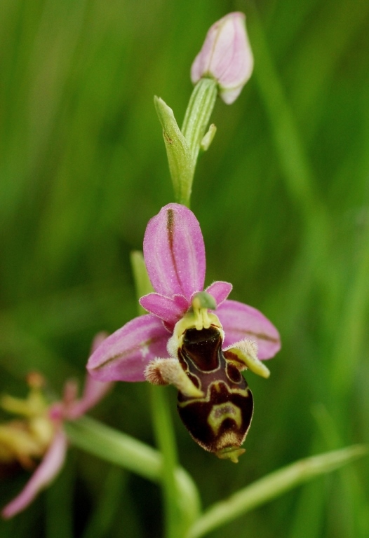 Ophrys scolopax ssp. cornuta  911.JPG