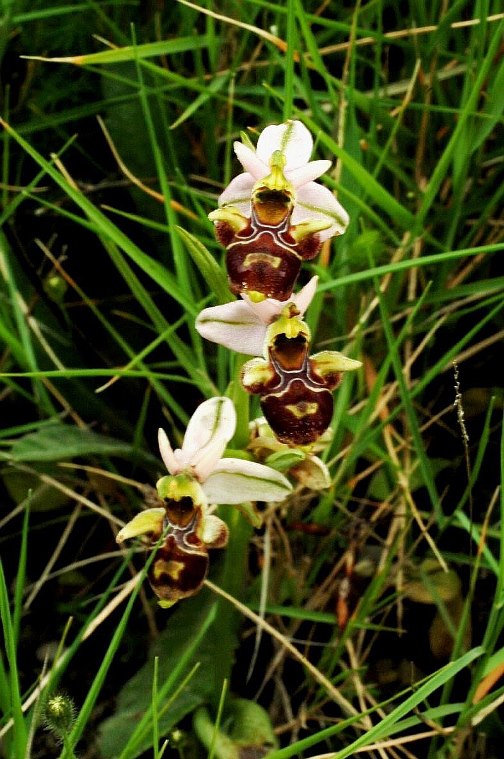 Ophrys scolopax ssp. cornuta  915.JPG