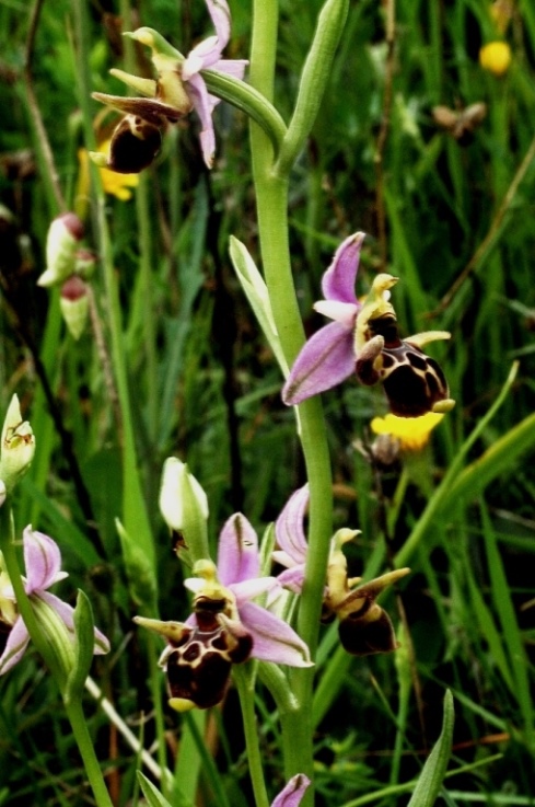 Ophrys scolopax ssp. cornuta 865.JPG