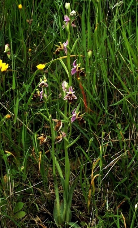 Ophrys scolopax ssp. cornuta 860.JPG