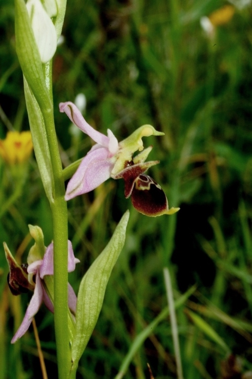 Ophrys scolopax ssp. cornuta 872.JPG
