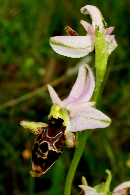 Ophrys scolopax ssp. cornuta 875.JPG
