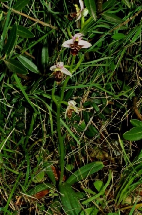 Ophrys scolopax ssp. cornuta 877.JPG