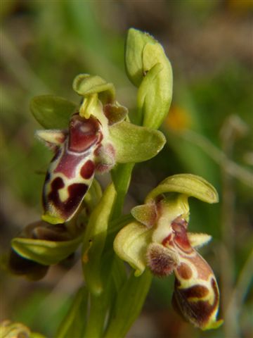 Oph. flavom. Neo Korio Cipro P1020338.JPG