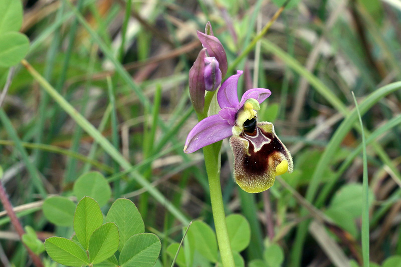 gg-ophrys x spanui.jpg