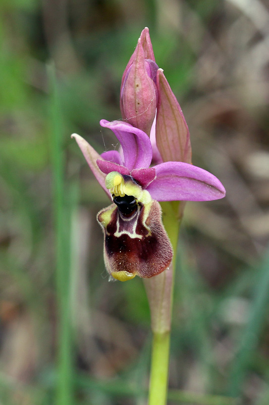 g-ophrys x spanui.jpg