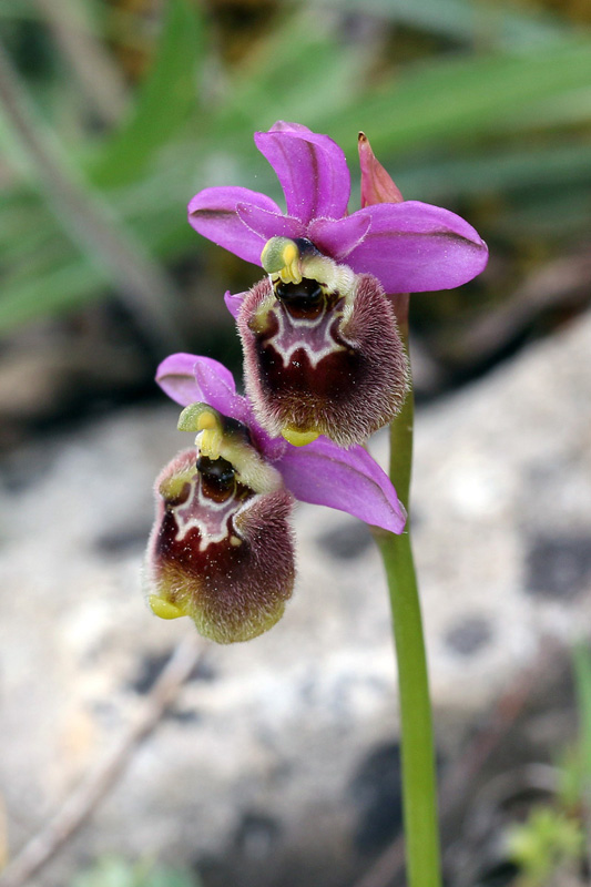 ggg-ophrys x spanui.jpg
