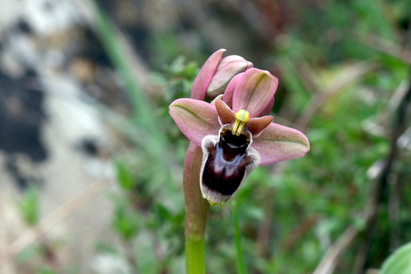 2-ophrys x sommieri.jpg