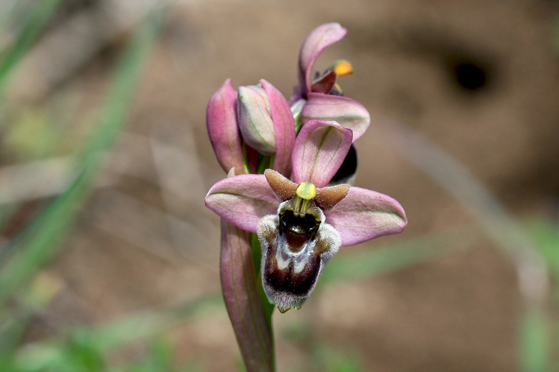 5-ophrys x sommieri.jpg