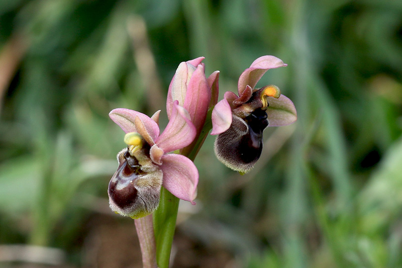 6-ophrys x sommieri.jpg