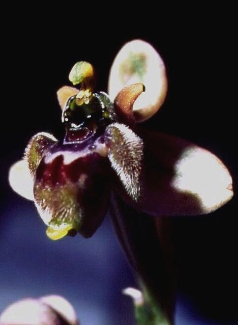 Ophrys x sommieri 2.jpg (2).jpg