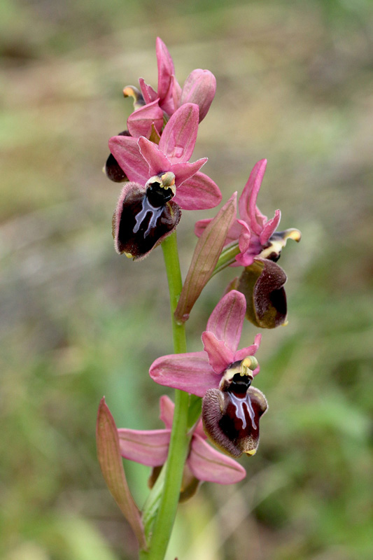 1-ophrys x manfredoniae.jpg