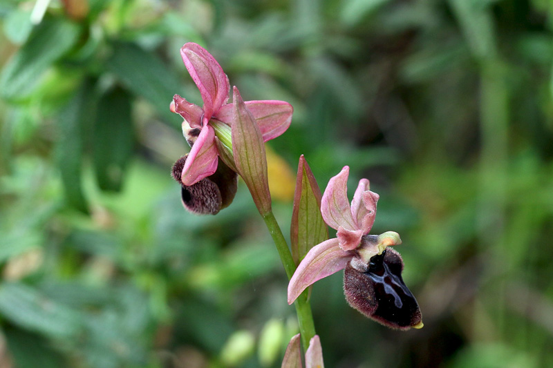 2-ophrys x manfredoniae.jpg