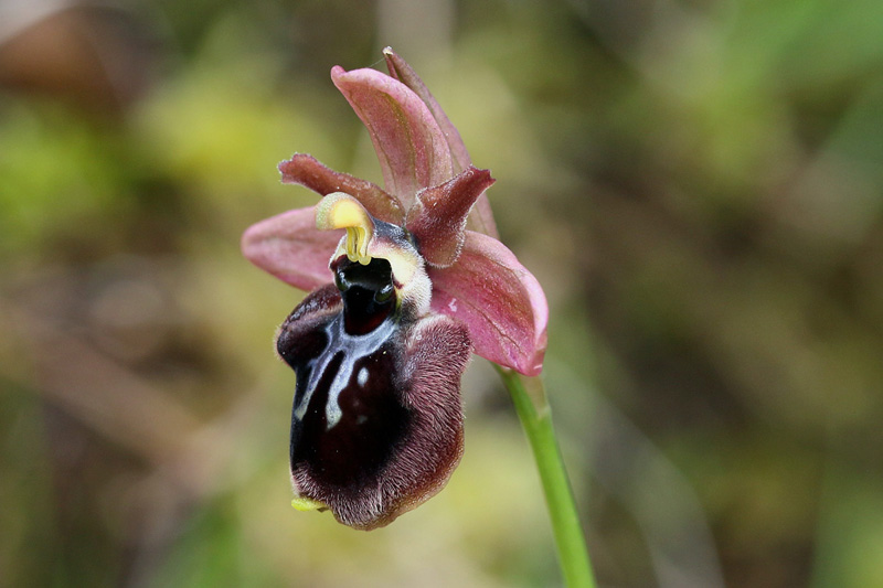 3-ophrys x manfredoniae.jpg