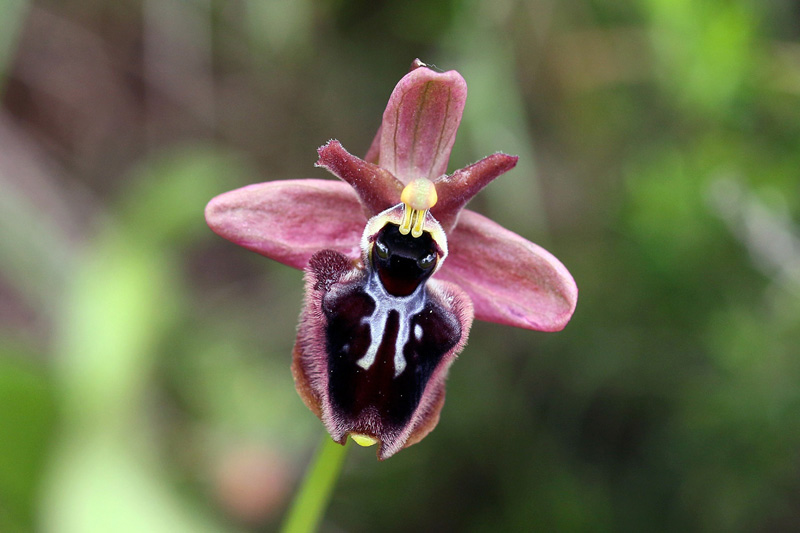 4-ophrys x manfredoniae.jpg