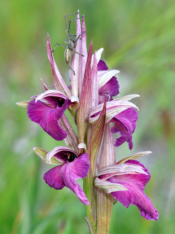 × Serapicamptis garbariorum.jpg