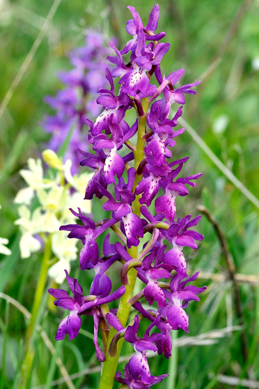 Orchis x penzigiana.jpg