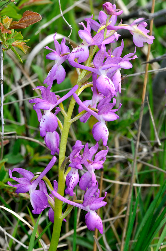 Orchis x penzigiana1.jpg