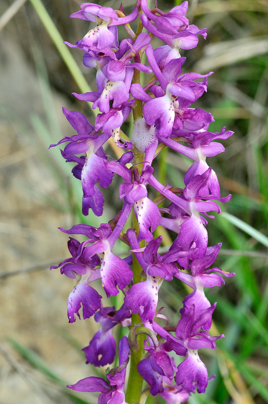 Orchis x penzigiana2.jpg