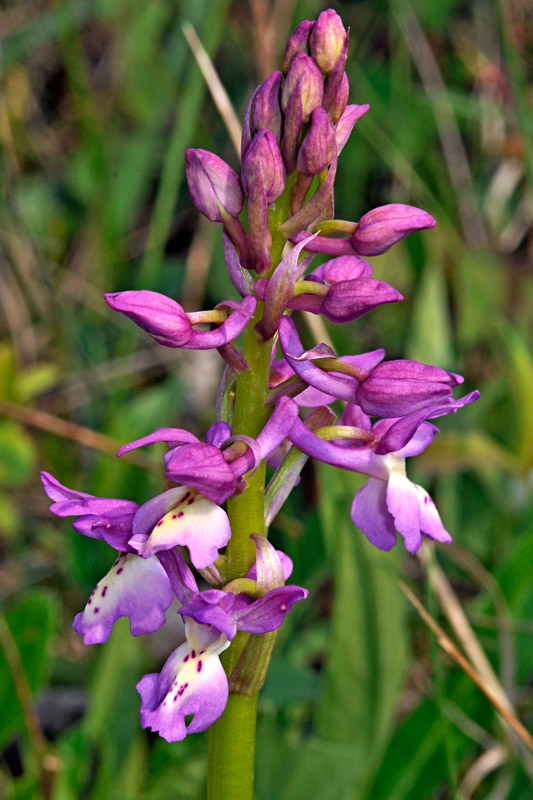 Orchis x penzigiana3.jpg