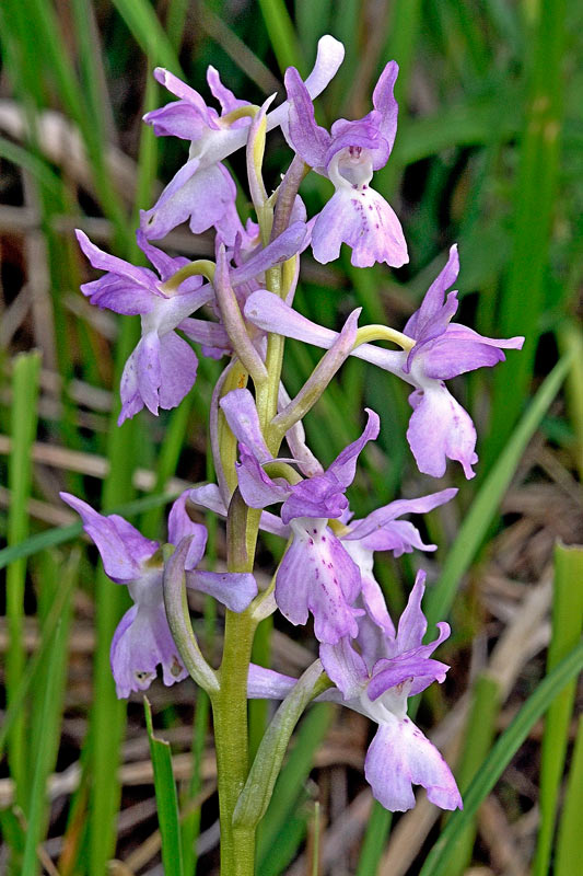 Orchis x penzigiana4.jpg