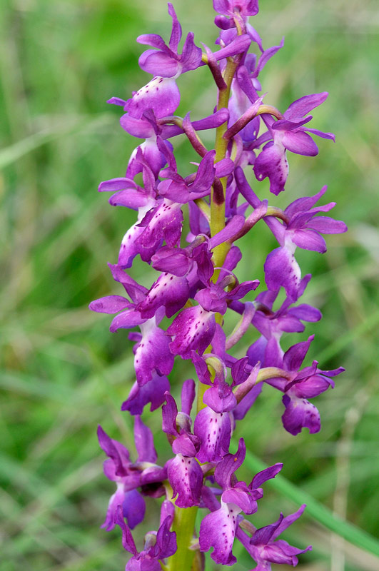 Orchis x penzigiana5.jpg