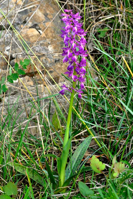 Orchis x penzigiana6.jpg
