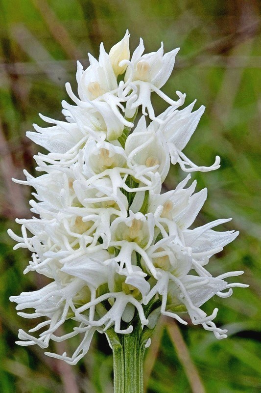 Orchis-simia4a.jpg