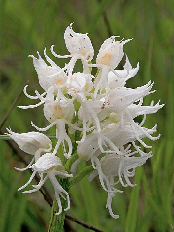 Orchis-simia4b.jpg