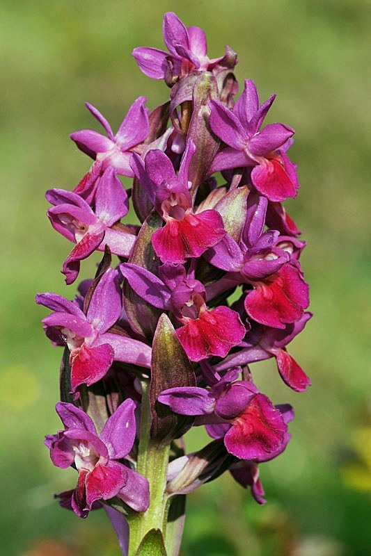 Dactylorhiza-sambcina30 (2).jpg